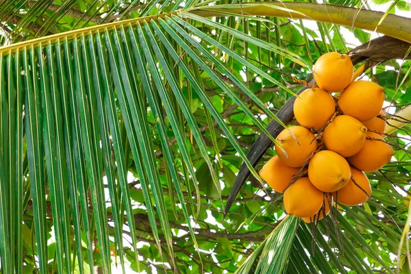 Frische Kokosnuss-Traube auf Kokosnussbaum — Stockfoto