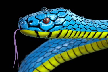 Mavi Viper Trimeresurus Insularis Yılanı Dew Water Drops ile siyah arka planda çok yakın çekim yapıyor. 3d Hazırlama