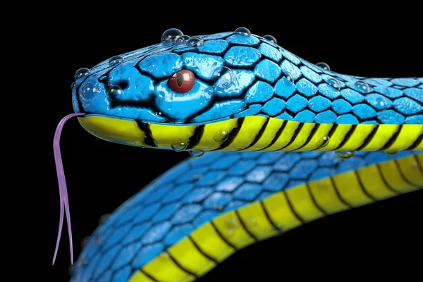 Kék Vipera Trimeresurus Insularis Kígyó Dew Water Cseppek Extrém Közelkép — Stock Fotó