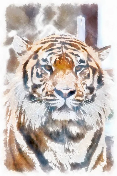 Aquarelle tigre animal sauvage — Photo