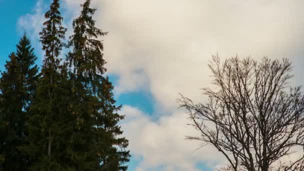 Arbres à conifères et à feuilles caduques en hiver 
