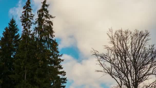 Arbres à conifères et à feuilles caduques en hiver — Video