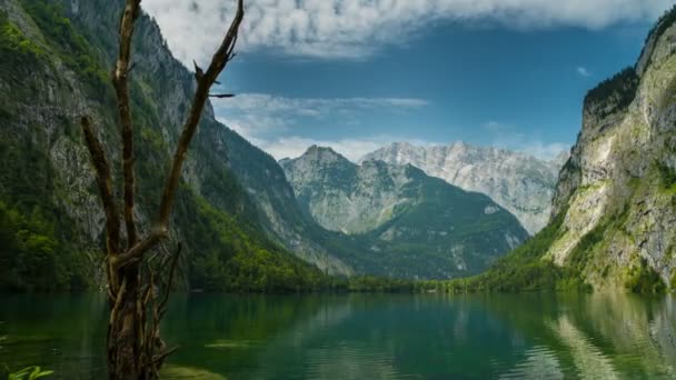 Alter Baumstumpf und schöne Natur ringsum — Stockvideo