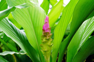 Pembe siam lale bud çiçek yeşil yaprak