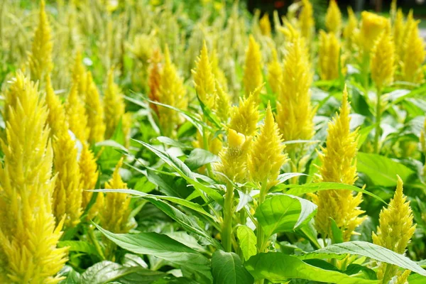 Alan sarı celosia veya tüylü celusia çiçek