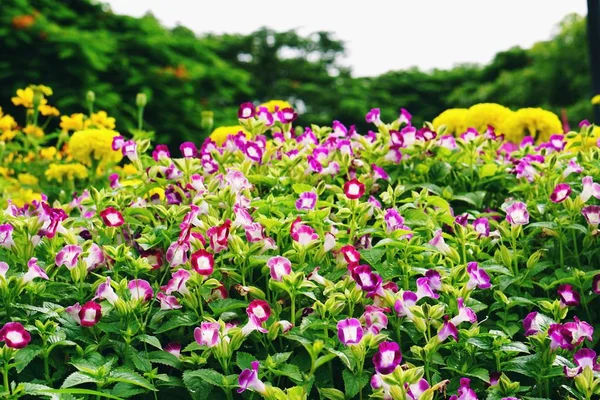 Renkli Torenia, Park lades kemiği çiçek çayır