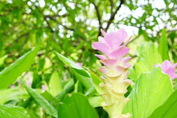 Pembe siam Lale çiçek bokeh yumuşak ışık