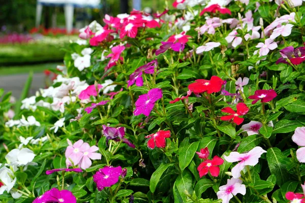 Renkli Catharanthus çevresi veya Madagaskar periwindkle çiçek