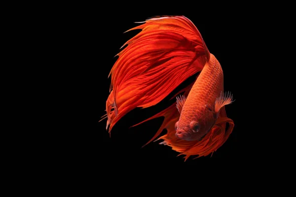 Червоні Сіамські Воюють Рибою Або Бета Пишнота Вишукують Рибу Чорному — стокове фото