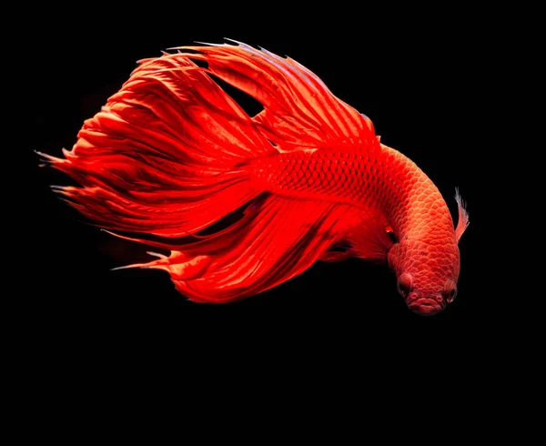 Vermelho Siamês Combate Peixe Betta Splendens Fantasia Peixe Fundo Preto — Fotografia de Stock