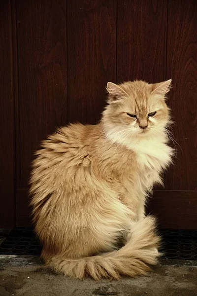 Kedi evin önünde