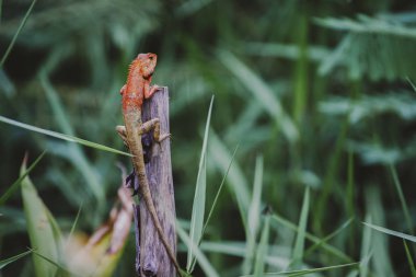 Yakın çekim kütükleri doğayla, Asya bukalemun oturan bukalemun