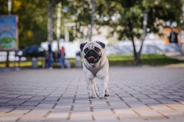 Yürüyüşe çıkmış köpek.