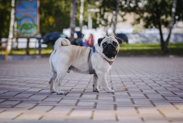 Pug on a walk — Stock Photo, Image