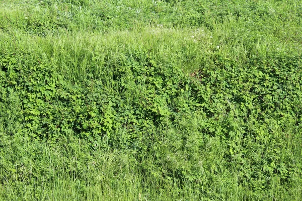 Champ Vert Relaxant Avec Herbe Buissons Printemps — Photo