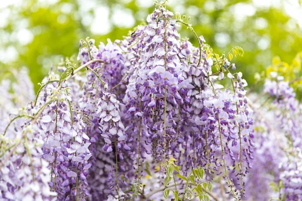 Wisteria purple flowers