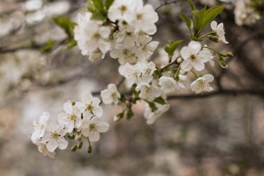 Sisli Böke arka plan bahar beyaz kiraz çiçekleri