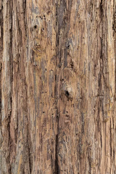 Wooden Tree Bark Texture Dry Hair — Stock Photo, Image