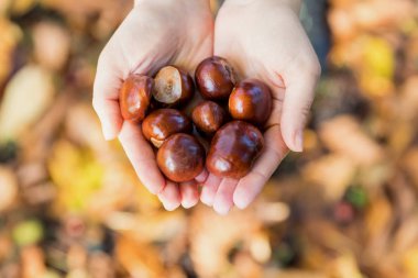 Kestane düşen yapraklar arka plan üzerinde elinde