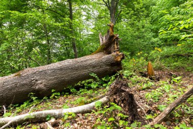 Ormanda devrilmiş bir ağaç gövdesi