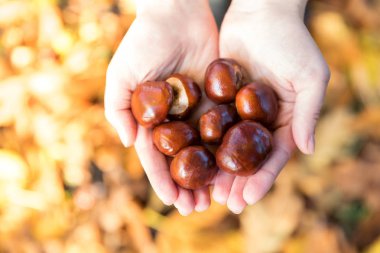 Kestane düşen yapraklar arka plan üzerinde elinde