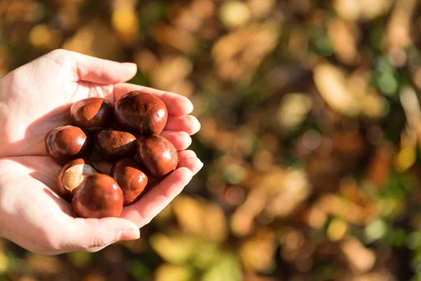 Castanhas Nas Mãos Sobre Fundo Das Folhas Caídas — Fotografia de Stock