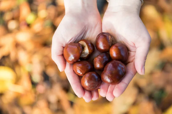 Castanhas Nas Mãos Sobre Fundo Das Folhas Caídas — Fotografia de Stock