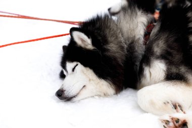 Kızak köpekleri koşumlu Sibirya Husky 'si