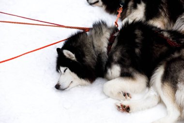 Kızak köpekleri koşumlu Sibirya Husky 'si