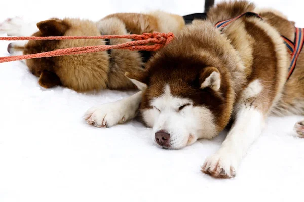 Sled Dogs Siberian Husky Harness — Stock Photo, Image