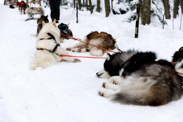 Sled Dogs Siberian Husky Harness — Stock Photo, Image