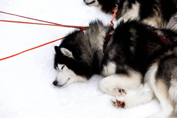 Sled Dogs Siberian Husky Harness — Stock Photo, Image