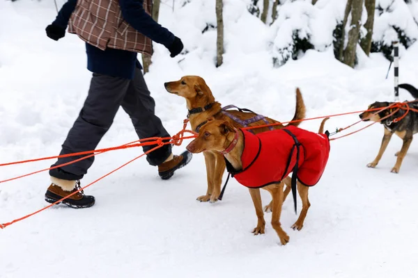 Sled Dogs Harness Norwegian Sled Dog — Stock Photo, Image