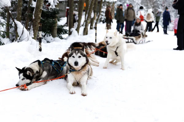 Sled Dogs Siberian Husky Harness — Stock Photo, Image