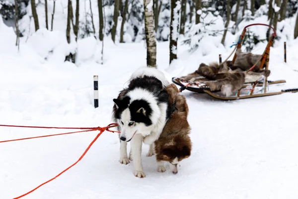 Sled Dogs Siberian Husky Harness — Stock Photo, Image