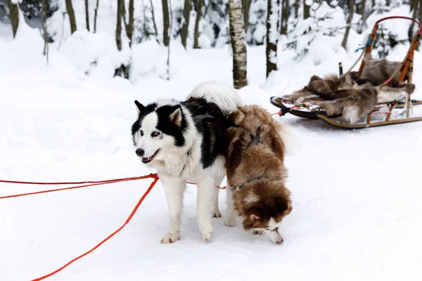 Schlittenhunde Sibirische Huskys Geschirr — Stockfoto