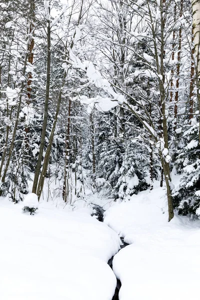 Talvi Metsä Pystysuora Valokuva — kuvapankkivalokuva
