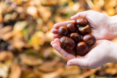 Kestane düşen yapraklar arka plan üzerinde elinde