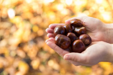 Kestane düşen yapraklar arka plan üzerinde elinde