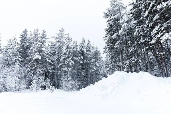 Talvimetsä — kuvapankkivalokuva