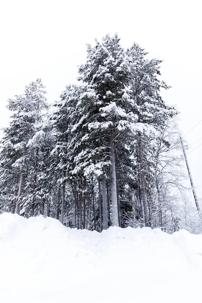 Invierno bosque vertical tiro — Foto de Stock