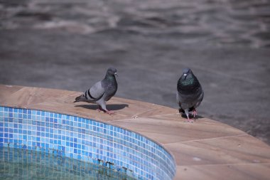 Güneşli bir günde çeşmenin yanında güvercinler. Çeşmenin üzerinde duran güvercinin yakın çekimi.