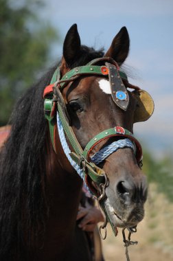 Kestane rengi güzel bir atın yan görüntüsü.