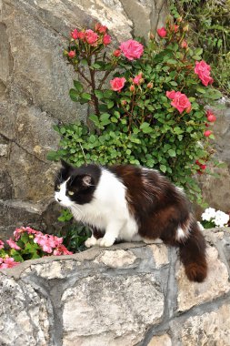 Taş duvarda duran güzel evcil kedi