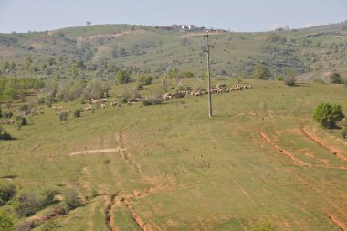 Çayır köylerinde koyun sürüsü