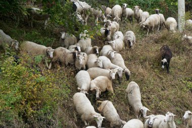 Köyün yakınındaki çayırda koyun sürüsü.
