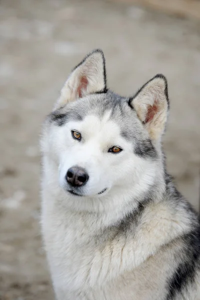 Porträt Eines Sibirischen Huskyhundes Freien — Stockfoto