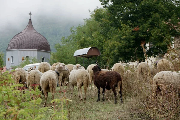 Stado Owiec Łące Pobliżu Kościoła Wsi — Zdjęcie stockowe