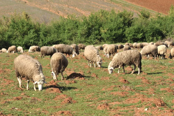 Troupeau Moutons Dans Les Villages Des Prairies — Photo