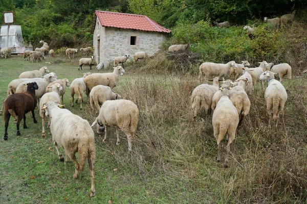 Troupeau Moutons Dans Prairie Près Église Dans Village — Photo